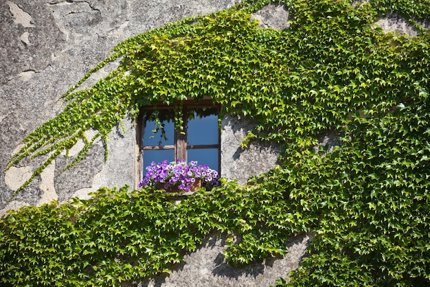 Muro coberto de vegetação da fachada do edifício residencial