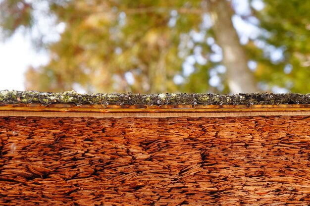 Muro de contención contra el árbol