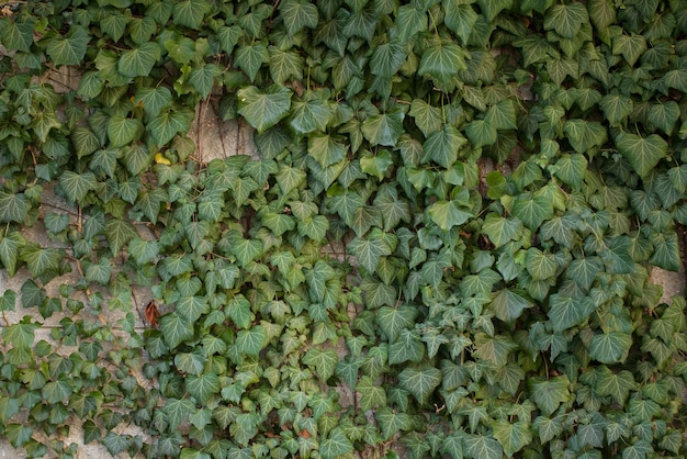 Muro cubierto de hojas verdes, decoración callejera decorativa