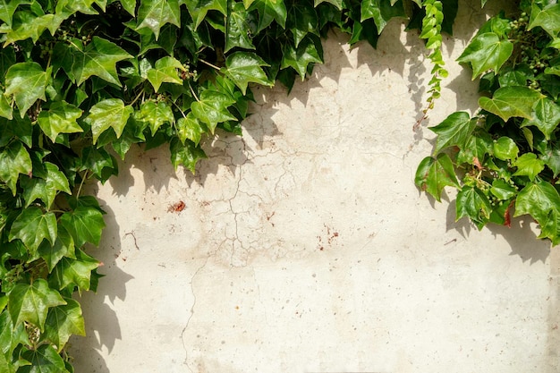 Muro de cimento velho claro coberto de plantas verdes com folhas esculpidas e bagas verdes