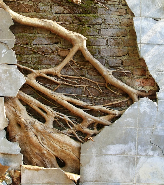 Muro de concreto de ruína com grande raiz de árvore