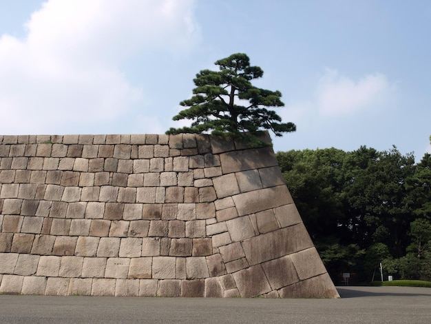 Muro de Fortaleza de Pedra com Pinheiro Japonês no Topo