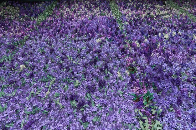 Muro de flores de lavanda, flores artificiales, luz volumétrica, vistas generales, fondo vivo, buena textura