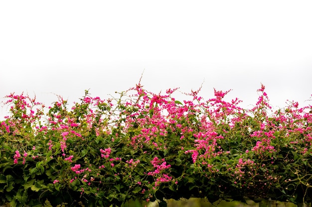 Un muro de flores rosas con el cielo de fondo