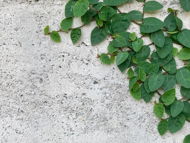 Muro de hormigón con planta trepadora de cerca