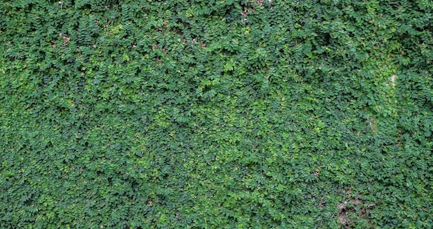 Muro natural de hojas verdes. Fondo de hojas verdes. Pared de hojas verdes