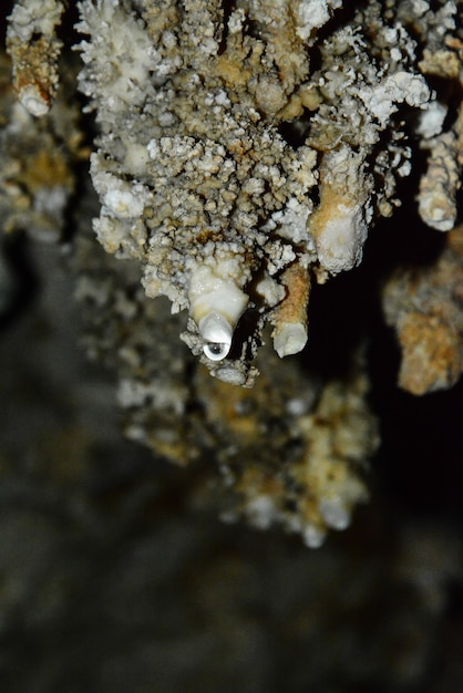 Muro de piedra caliza en una cueva cubierta con dripstone Cheow Lan lago Parque Nacional Khao Sok Tailandia