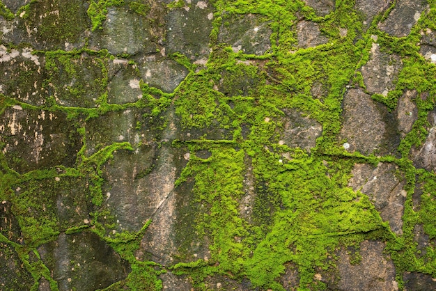 Muro de piedra con fondo de musgo