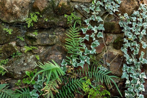 Muro de piedra con fondo de plantas trepadoras.