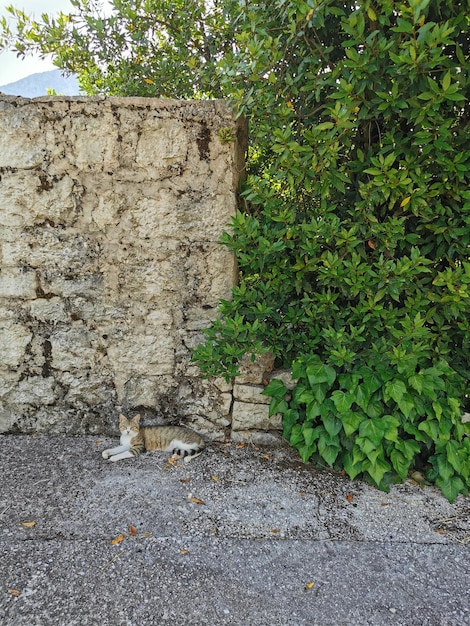 Muro de piedra y gato montés