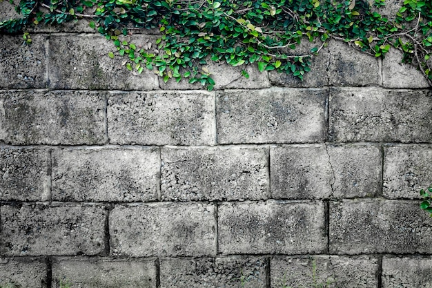 Muro de piedra gris formado por ladrillos macizos y trenzado con plantas trepadoras geométricas rectangulares