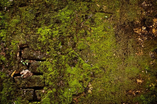 Muro de piedra con textura de musgo