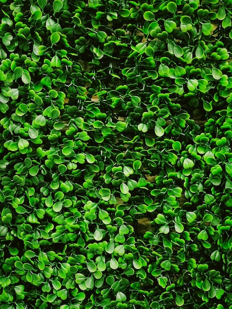 Foto muro verde en el jardín como fondo natural hojas frescas y follaje como telón de fondo natural y diseño paisajístico