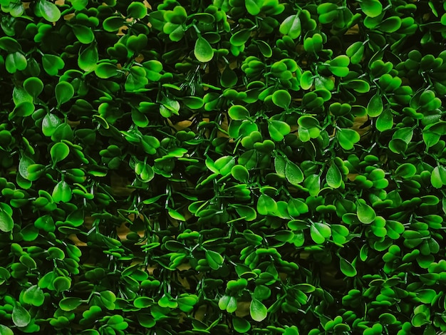 Muro verde en el jardín como fondo natural hojas frescas y follaje como telón de fondo natural y diseño paisajístico