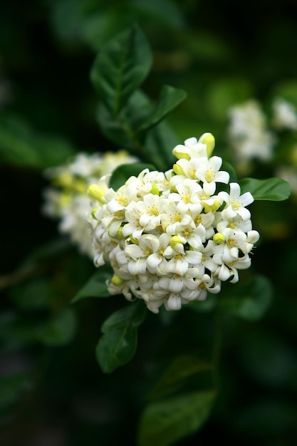 Murraya Orange jessamine de cerca en el jardín