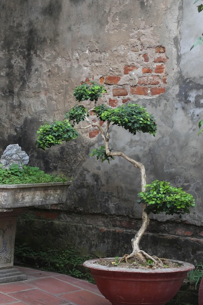 Murraya paniculata o Orange jessamine en una olla