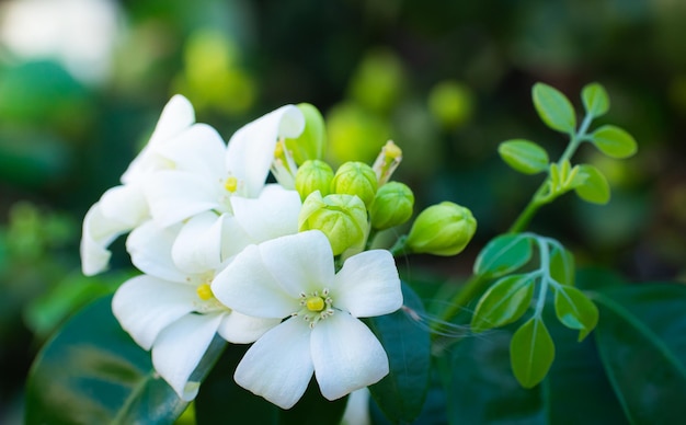 Murraya paniculata ou nome Orang Jessamine China Box Tree Andaman Satinwood Chinese Boxwood arbusto