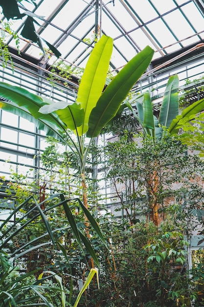 Musa planta y plantas tropicales verdes en invernadero