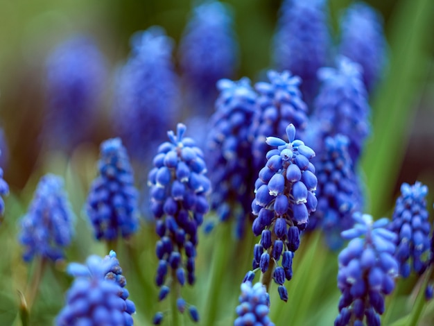 Muscari armeniacum Pflanze mit blauen Blüten.