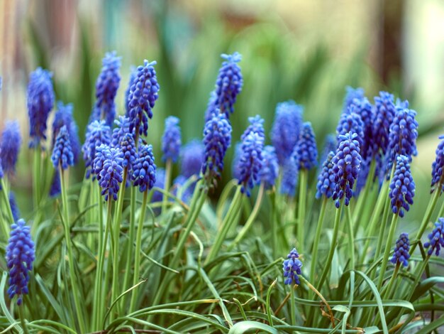 Muscari armeniacum planta com flores azuis.