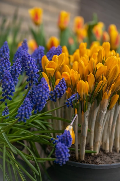 Muscari y azafranes amarillos primeras flores de primavera Holanda
