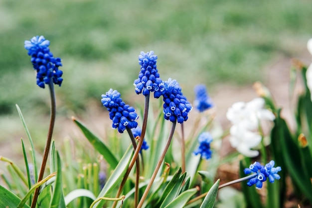 Muscari azul do início da primavera ou flores de jacinto de uva no jardim