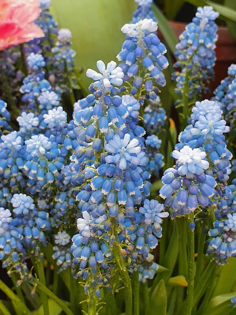 Muscari azul florece en el jardín