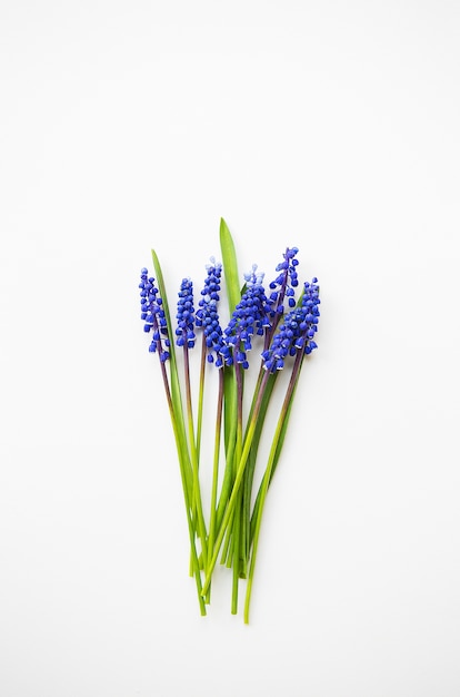 Muscari azul flores sobre una mesa blanca