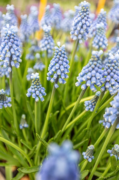 Muscari azul flores