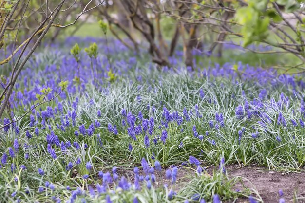 Seite 5 Gartenblume Bilder Kostenloser Download auf Freepik