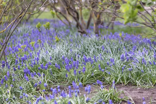 Muscari blüht im Frühlingspark Muscari armeniacum oder Traubenhyazinthenpflanzen blühen im April