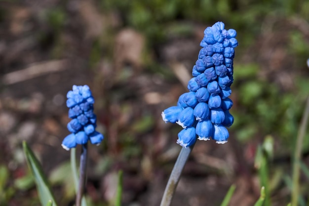 Muscari-Blüte auf dem Rasen im Garten