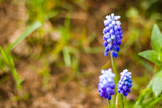 Muscari Blumenmakro und Nahaufnahme, Blüte, blau und lila Farbe Blumenkopf im Feld