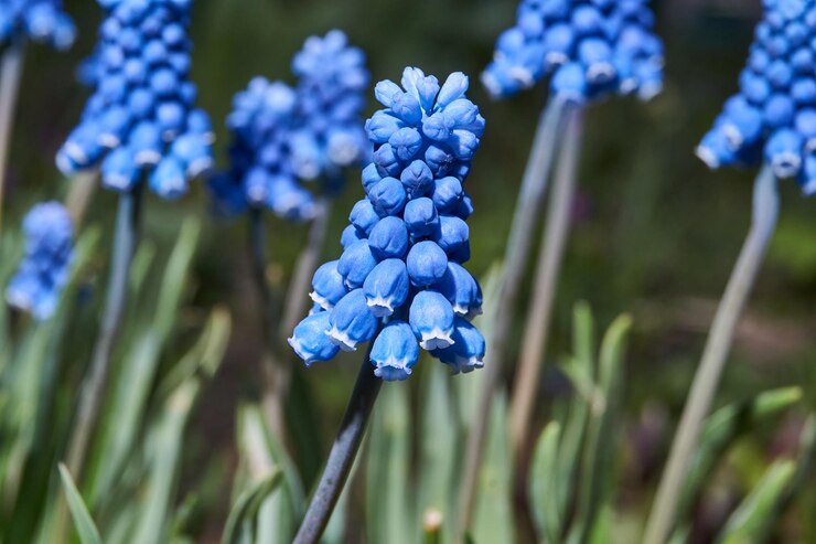 Muscari florece en el césped del jardín