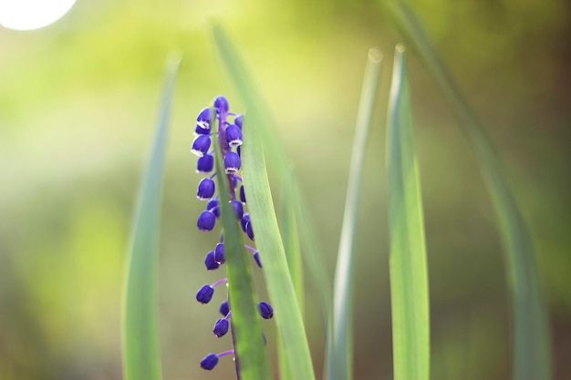 Muscari flores azules en el jardín de primavera como un cierre suave con luz cálida