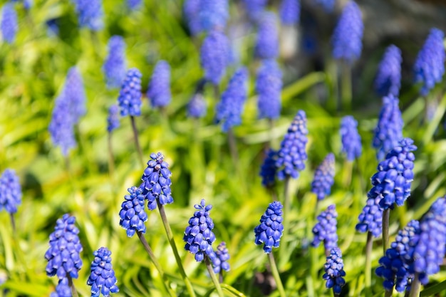 Muscari flores floreciente primavera naturaleza fondo en flor