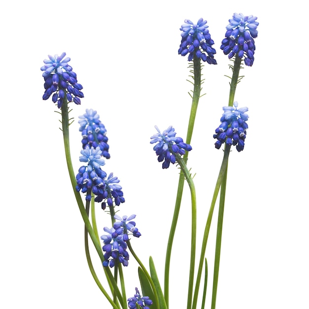 Muscari flores jacinto de uva azul aislado sobre fondo blanco. Concepto de primavera. Endecha plana, vista superior