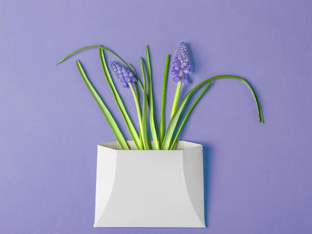 Muscari flores primaveris em envelope branco sobre azul