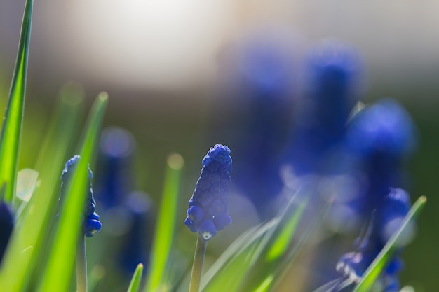 Muscari Hyazinthen blaue Blumen wachsen im Frühjahr auf einem Blumenbeet, schöne Lichtfälle,