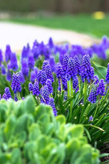 Muscari im Stadtpark Frühlingsblumen Traubenhyazinthe