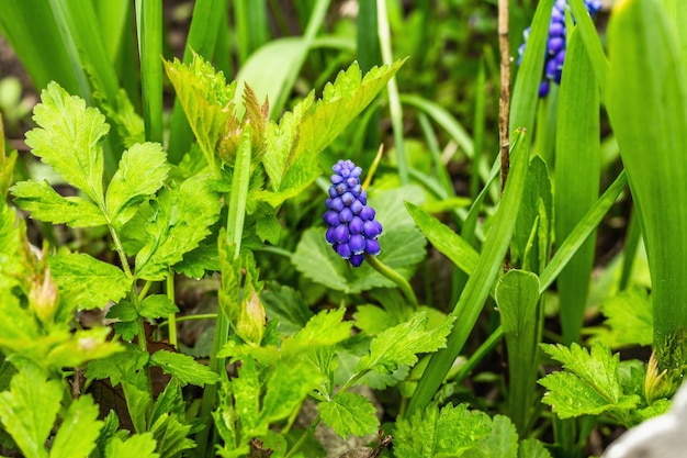 Muscari joven floreciente en el jardín Temporada de primavera de plantas en crecimiento Fondo de jardinería