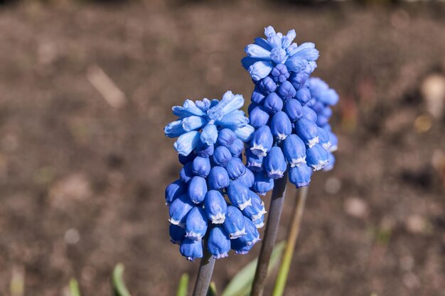 Muscari lat Muscari blühen auf dem Rasen im Garten