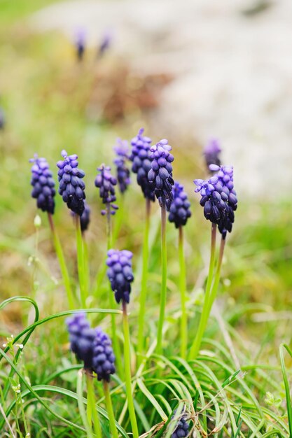 Muscari neglectum flores en la naturaleza primaveral con espacio de copia