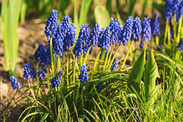 Muscari neglectum flores no jardim da primavera