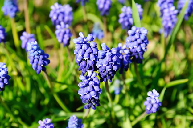 Muscari negligencia