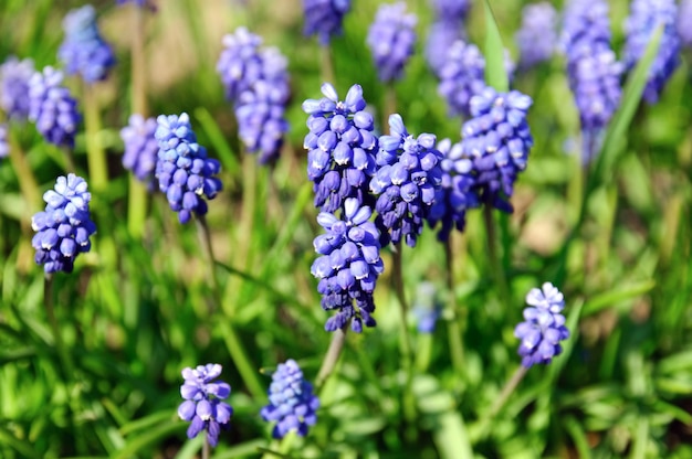 Muscari negligência