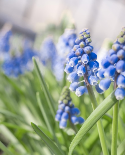 Muscari oder Maushyazinthe Nahaufnahme von violetten Blüten mit grünem Gras im Garten während des Tages im Frühling Frisch aufsteigender und farbenfroher Hintergrund