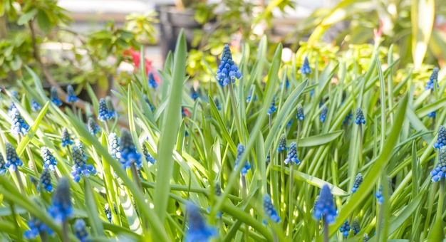 Muscari oder Maushyazinthe Nahaufnahme von violetten Blüten mit grünem Gras im Garten während des Tages im Frühling Frisch aufsteigender und farbenfroher Hintergrund