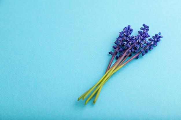 Muscari- oder Maushyazinthenblumen auf blauem Pastellhintergrund. Seitenansicht, Kopienraum, Stillleben.