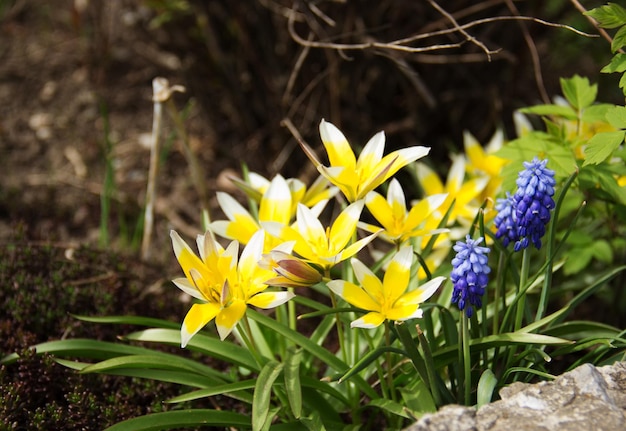 Muscari y tulipanes amarillos salvajes